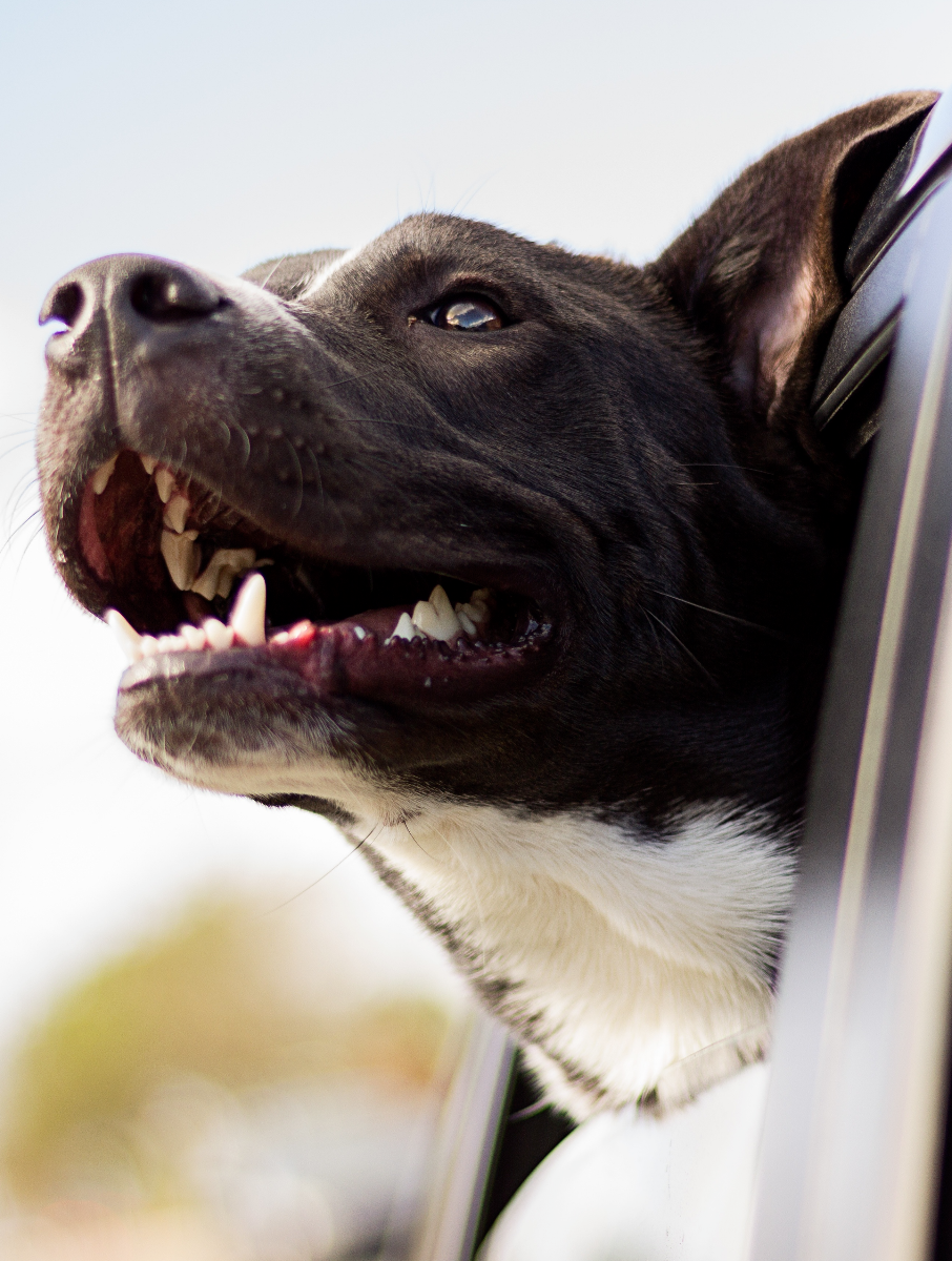 Hond in auto