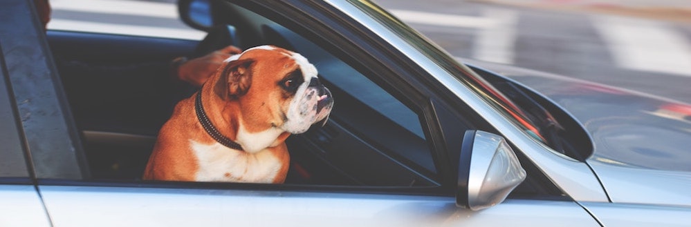 Autovakantie met hond