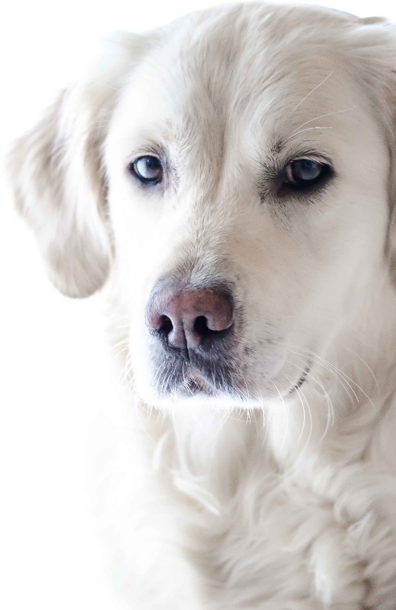 Luxe hondensofa golden retriever